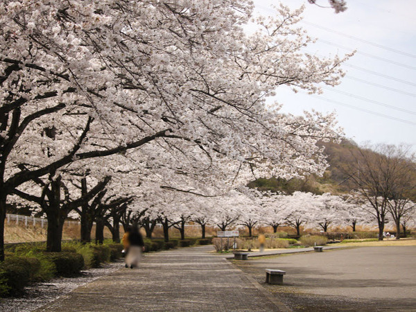 sakura2021_13