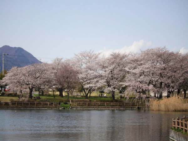 sakura2021_15