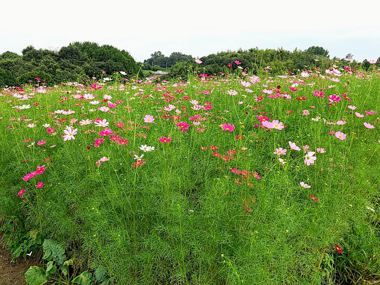 今が見頃 鼻高町 鼻高展望花の丘 のコスモス見に行ってみた 9月12日 10月11日まではコスモス祭り開催 9月10日撮影 たかさき通信 群馬県高崎市の地域情報サイト 今が見頃 鼻高町 鼻高展望花の丘 のコスモス見に行ってみた 9月12日 10月11日まではコスモス祭り開催 9月10日撮影 たかさき通信 群馬県高崎市の地域情報サイト