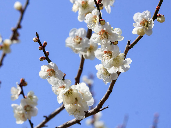 harunabairin_2