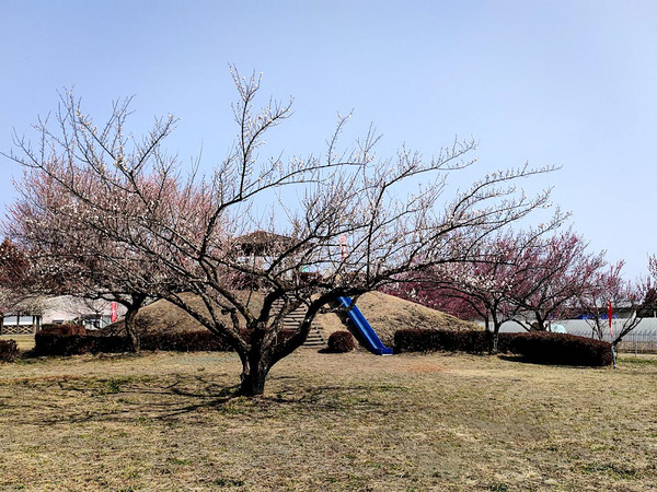 umenohana2023_10