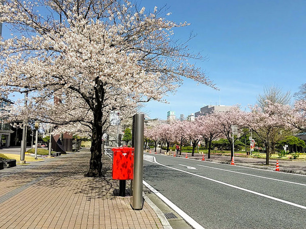 sakura2021_3