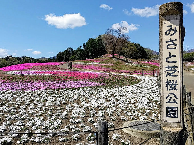 満開までもう少し みさと芝桜公園 に芝桜見に行ってみた 4月10日撮影 たかさき通信 群馬県高崎市の地域情報サイト