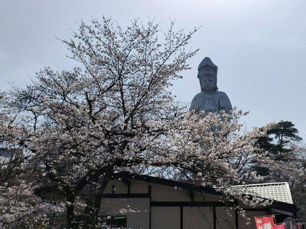 sakura2022_10