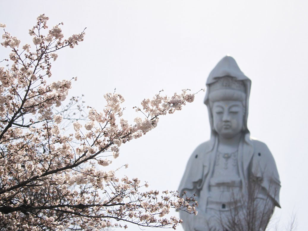 まもなく見頃 高崎市の桜の名所 高崎公園 乗附緑道 高崎白衣観音 他に 桜 見に行ってみた 3月30日撮影 たかさき通信 群馬県高崎 市の地域情報サイト