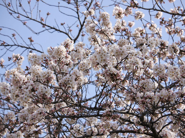 sakura2022_9