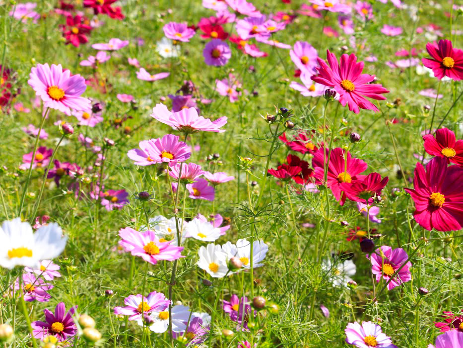 まもなく見頃 井出町 はにわの里公園 内 井出二子山古墳 周辺に コスモス 見に行ってみた 10月11日撮影 たかさき通信 群馬県高崎市の地域情報サイト