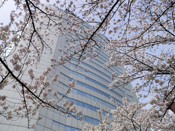 sakura2023_12