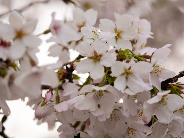 sakura2021_14