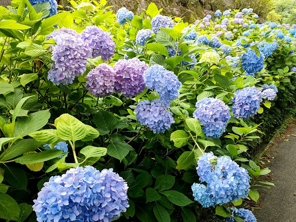 ajisai_1