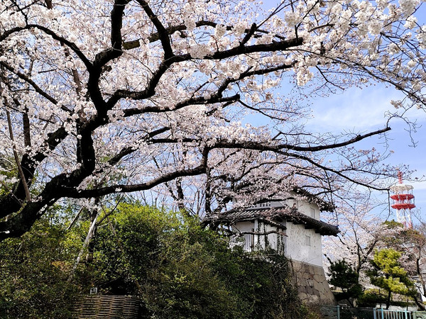 sakura2022_5