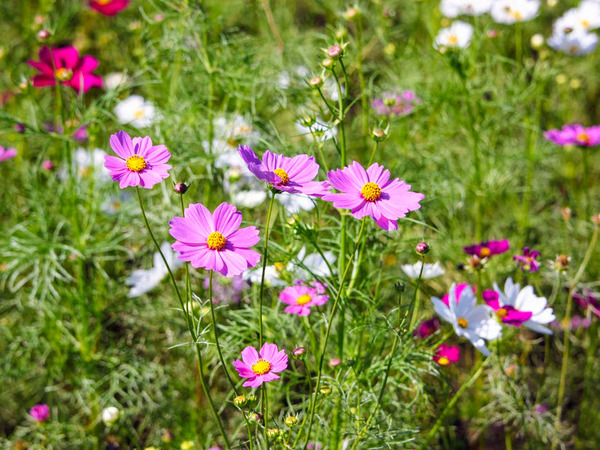 cosmos-haniwanosato_5