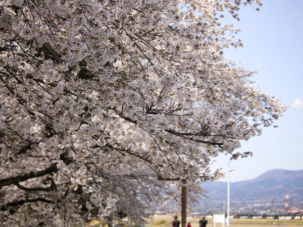 sakura2021_12