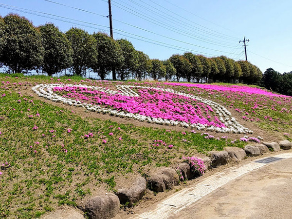 misatoshibazakura_9