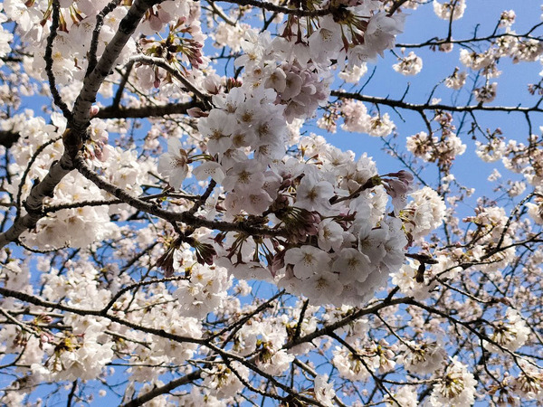 sakura2022_4