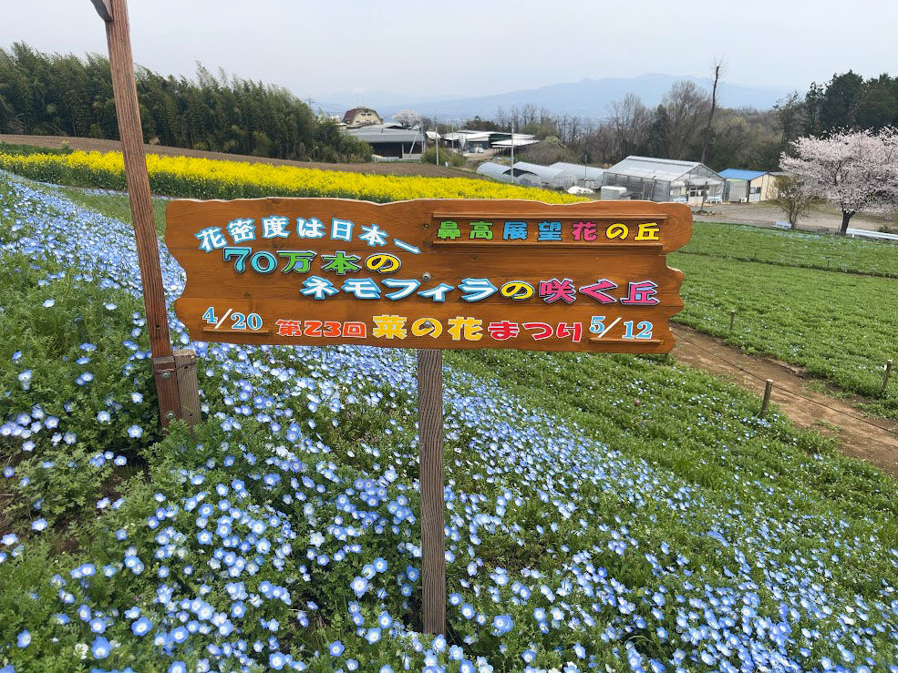 菜の花が見頃に！『鼻高展望花の丘』で『第23回 菜の花祭り in2024