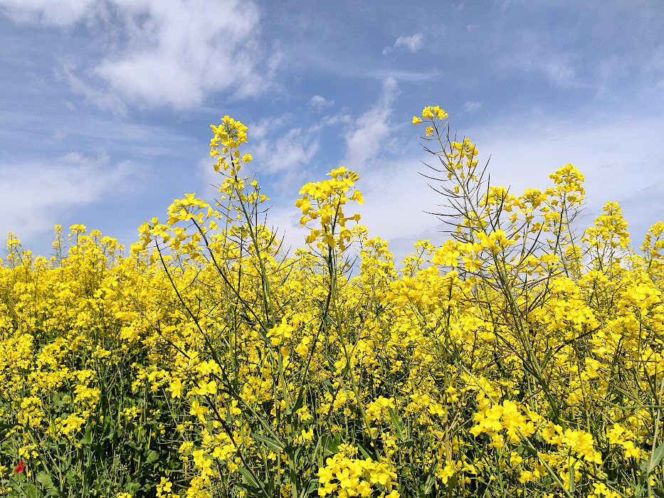 鼻高町にある『鼻高展望花の丘』で『菜の花』『チューリップ
