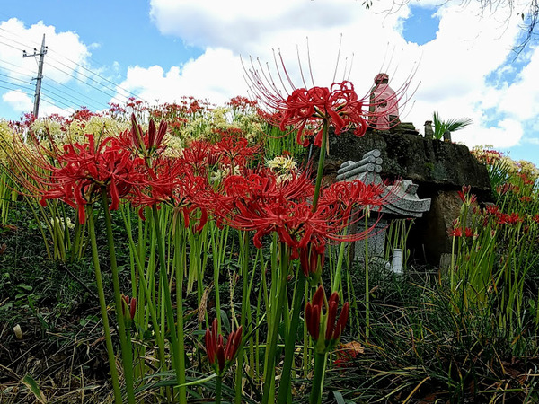higanbana_6