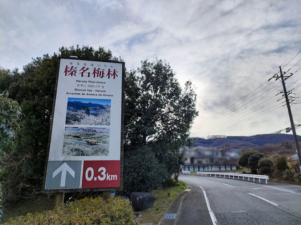 harunaumemarathon