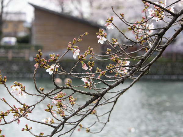 sakura2021_16