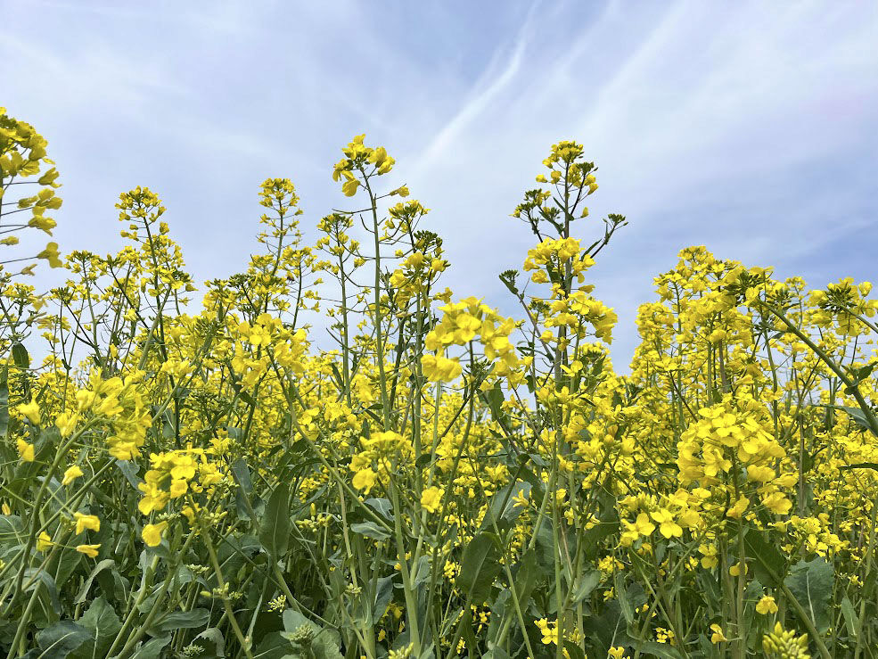 菜の花が見頃に！『鼻高展望花の丘』で『第23回 菜の花祭り in2024