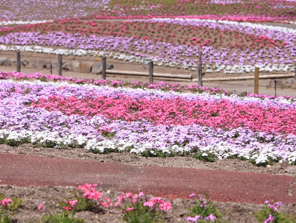 misatoshibazakura_1