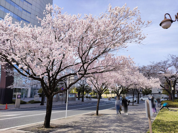 sakura2022_3