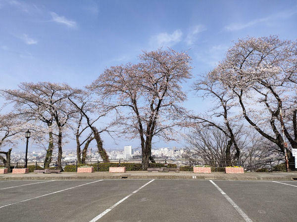 sakura2022_11