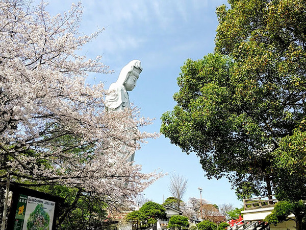 sakura2021_9