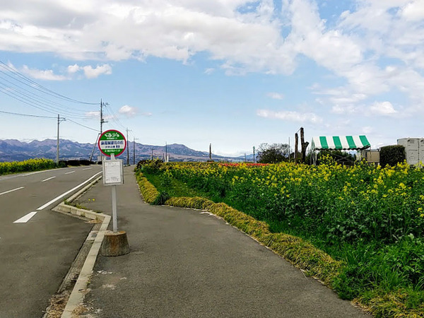 nanohana-hanadaka_3