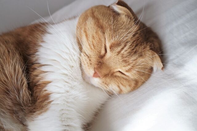 東武宇都宮百貨店 で ねこネコフェスティバル 岩谷光昭写真展 ねこのとけい ことりマーケット なるほど ハンズ市 同時開催 5月日 25日 うつのみや通信 栃木県宇都宮市の地域情報サイト 東武宇都宮百貨店 で ねこネコフェスティバル 岩谷光昭写真展 ねこのとけい ことりマーケット なるほど ハンズ市 同時開催 5月日 25日 うつのみや通信 栃木県宇都宮市の地域情報サイト
