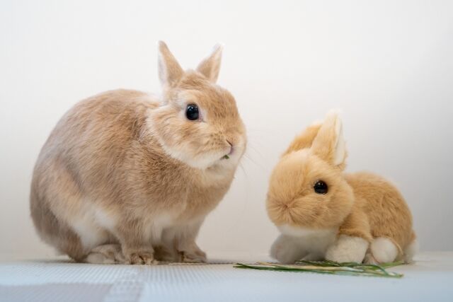 癒しのうさぎ空間 限定グッズの販売も 葵区紺屋町 静岡パルコ で うさぎしんぼる展 In 静岡 開催 6月18日 27日 しずおか通信 静岡県静岡市の地域情報サイト