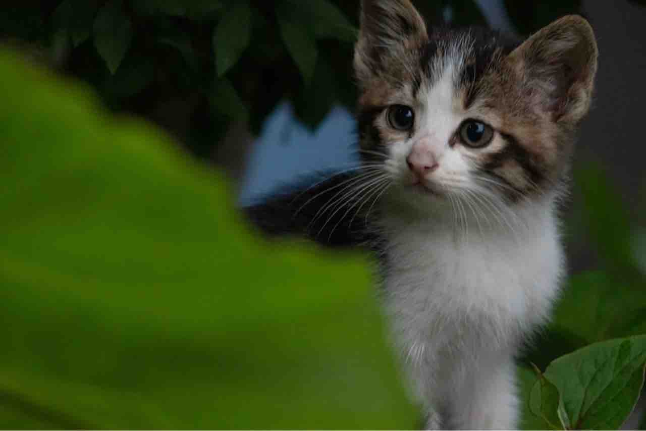 オリジナルグッズも販売 世界各地の こねこ たちの写真展 静岡市清水文化会館マリナート で 岩合光昭写真展 こねこ 開催 8月7日 22日 しずおか通信 静岡県静岡市の地域情報サイト