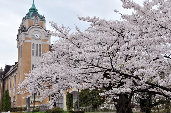 公会堂の桜 (2)