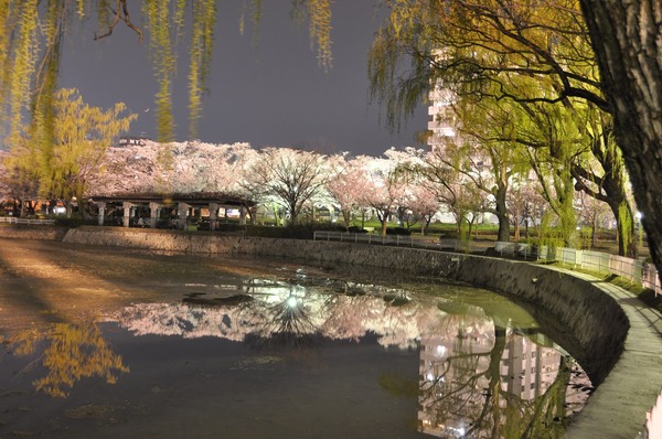 開成山公園の夜桜 (2)