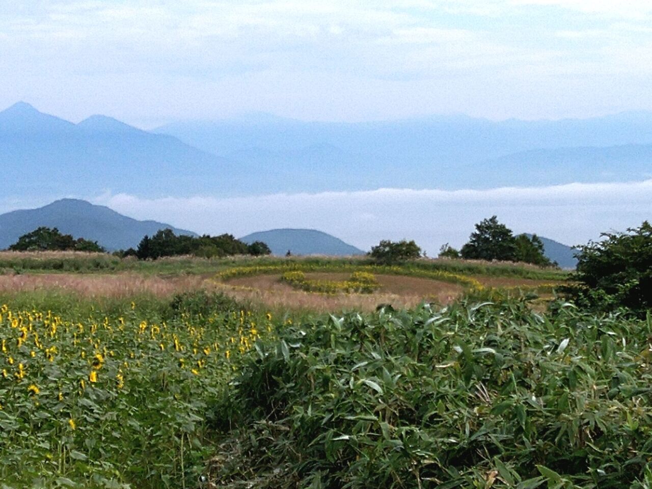今が見頃！湖南町にある『郡山布引 風の高原』の『ひまわり畑』行ってみた。 ※8月23日撮影。 : こおりやま通信 - 福島県郡山市の地域情報サイト