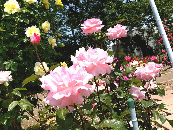 Point Blur_20200605_181120[1]