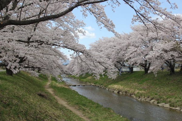 藤田川の桜 (14)