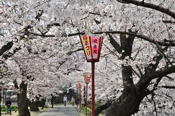 五百渕公園の桜 (11)