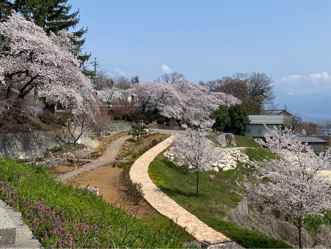 長野市の桜満開第5弾!『雲上殿』の桜見に行ってみた。※4月16日撮影 ながの通信 長野県長野市の地域情報サイト 長野市の桜満開第5弾!『雲上殿』の桜見に行ってみた。※4月16日撮影 ながの通信 長野県長野市の地域情報サイト