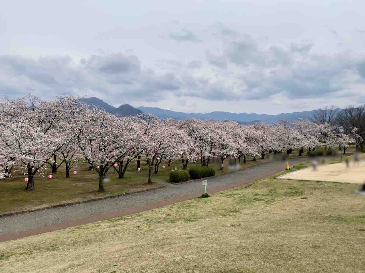 長野市の桜満開第3弾!『川中島古戦場史跡公園』の桜見に行ってみた。※4月12日撮影 ながの通信 長野県長野市の地域情報サイト 長野市の桜満開第3弾!『川中島古戦場史跡公園』の桜見に行ってみた。※4月12日撮影 ながの通信 長野県長野市の地域情報サイト