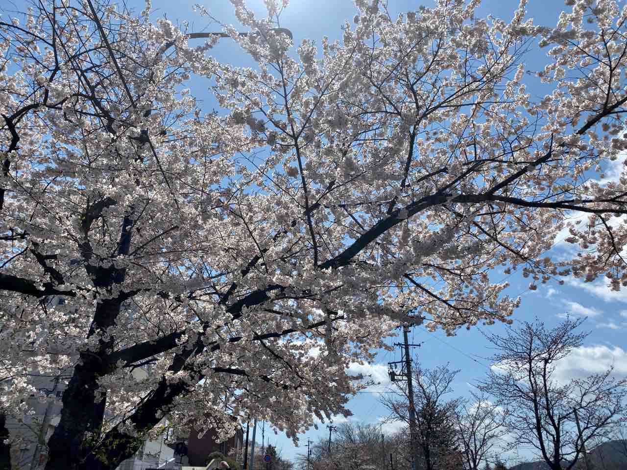 長野市内の桜開花!現在の各スポット状況見に行ってみた!『長野市のお花見2020』※4月6日現在 ながの通信 長野県長野市の地域情報サイト 長野市内の桜開花!現在の各スポット状況見に行ってみた!『長野市のお花見2020』※4月6日現在 ながの通信 長野県長野市の地域情報サイト
