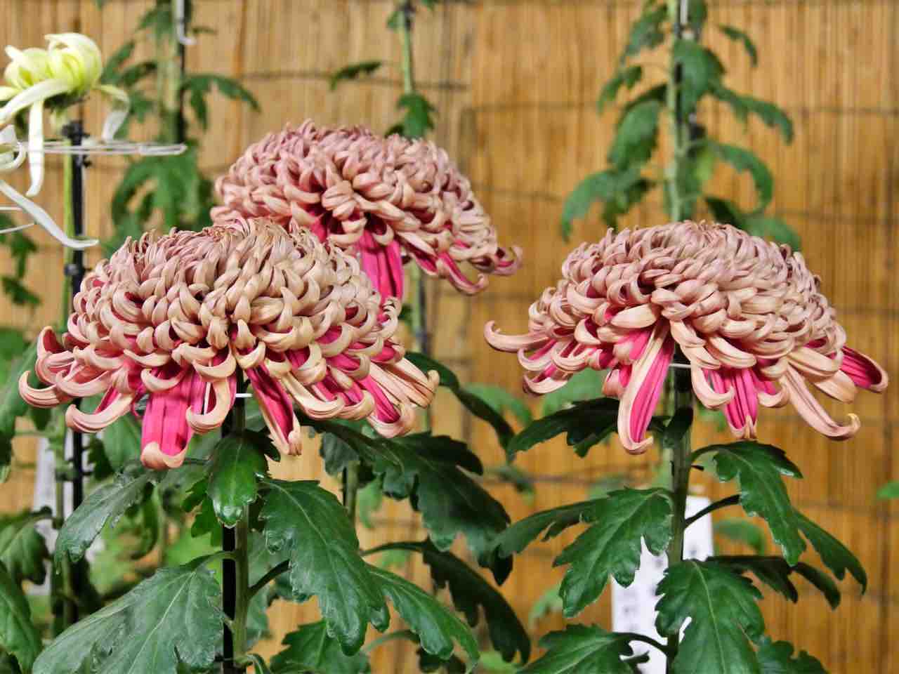 大豆島地区原産の名菊！約300鉢の菊が並ぶ！『大豆島公園』で『巴の錦