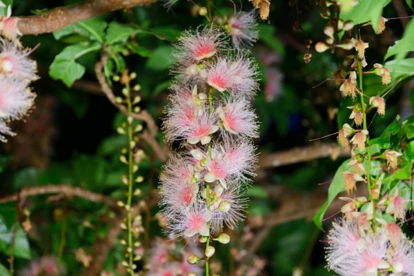 植物園6