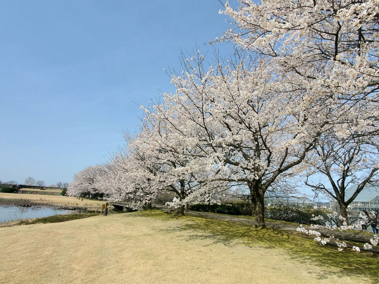 桜のトンネルをライトアップ 富山県中央植物園 で 第10回さくらまつり 開催 4月2日 5日 富山デイズ 富山県富山市の地域情報サイト 桜のトンネルをライトアップ 富山県中央植物園 で 第10回さくらまつり 開催 4月2日 5日 富山デイズ 富山県富山市の地域情報サイト