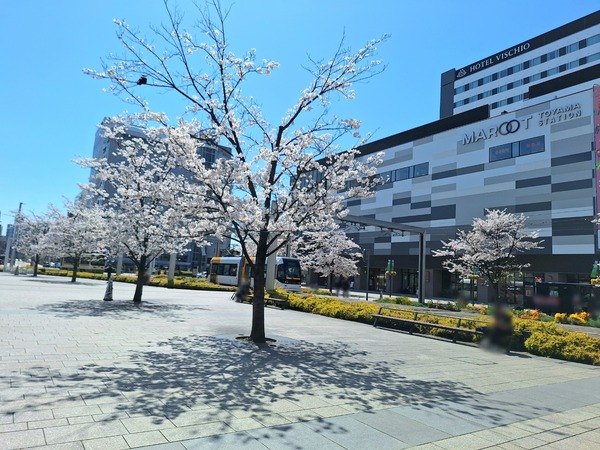 お花見イベント④