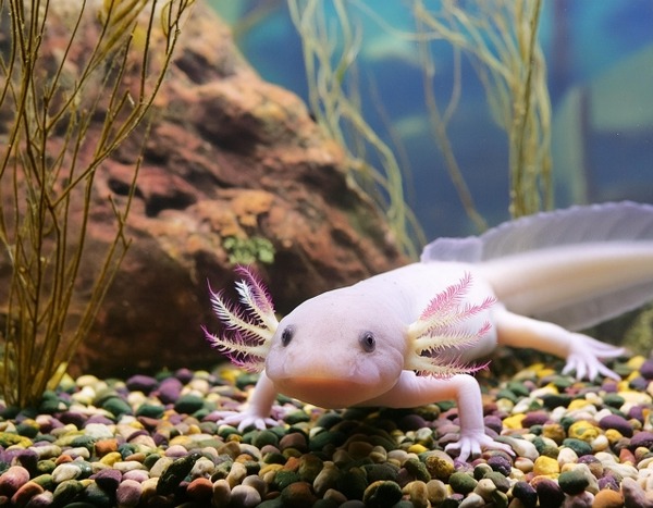 あそべ~る水族館