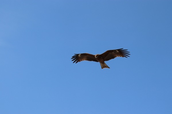 4e24065261a4d92443fb4501630f1111_s