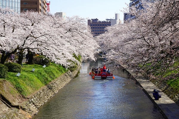 桜開花予想2