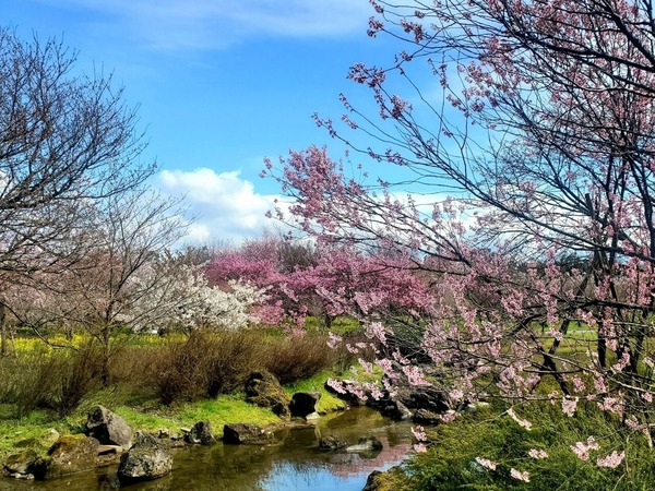 お花見フェア5